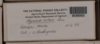 Physarum nutans image